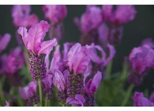 Lavender Fairy Wings 'Radience 14cm