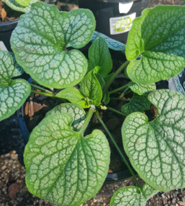 Brunnera 'Silver Star' 1.5L