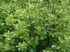 Pittosporum t 'Mountain Green' 2L