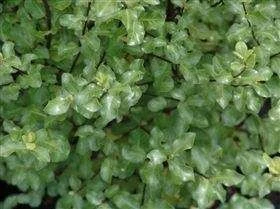 Pittosporum t 'Wrinkle Blue' 4L (78866) 3L