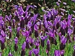 Lavender 'Major' 3.5L