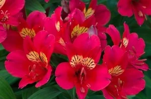 Alstroemeria 'Inca Candy' 2.5L (96272) 14cm