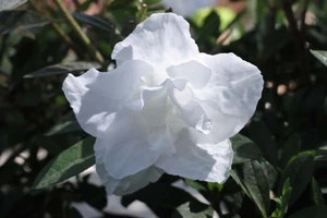 Azalea 'Alaska' 2.5L