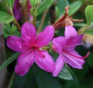Azalea 'Kocho No Mai' 2.5L