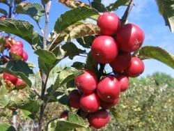 Malus 'Wrights Scarlet' PB 18