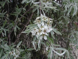 Pyrus s 'Pendula' - 1.4m PB18