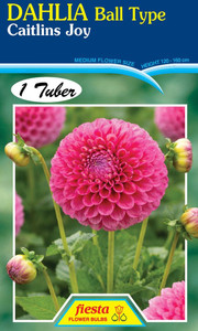 Dahlia Ball Type 'Caitlins Joy