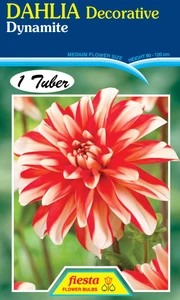 Dahlia Decorative 'Dynamite'