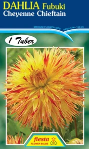 Dahlia Fubaki 'Cheyenne Chieft