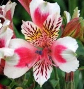 Alstroemeria 'Rose Frost' 2L