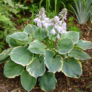 Hosta 'Pizzazz' GOL