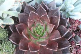 Echeveria 'Black Prince' GOL