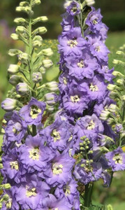 Delphinium 'Lilac Ladies' 9cm