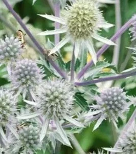 Eryngium 'Silver Salentino' 9cm
