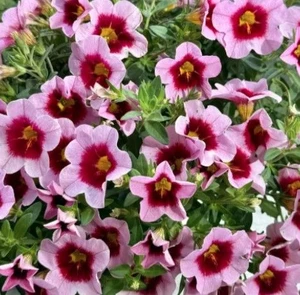 Calibrachoa 'Pink Parfait' 1.5L