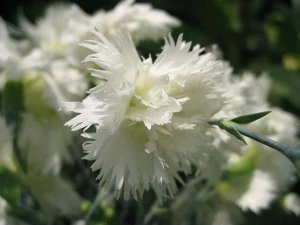 Dianthus 'Mrs Sinkins' 2.5L