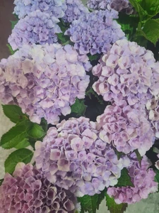 Hydrangea 'Page Boy' 6L