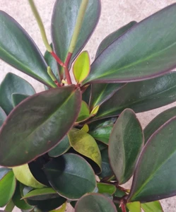 Peperomia 'Green Emerald' 12cm