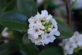 Daphne odora 'Leucanthe Alba' 3L (100305) 1.5L
