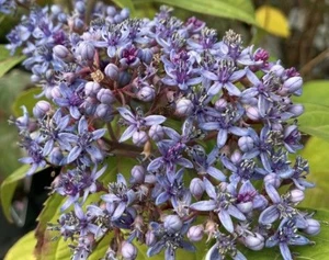 Dichroa 'Blue Stars' 6L