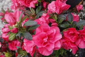 Azalea 'Madame Alfred Sanders' 12.5cm
