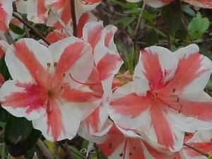 Azalea 'Mardi Gras' 12.5cm