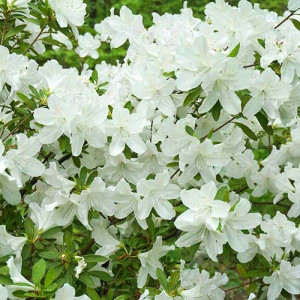 Azalea 'Magnifica Alba' 12.5cm