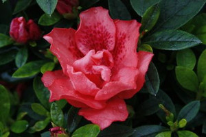 Azalea 'Dorothy Gish' 2.5L