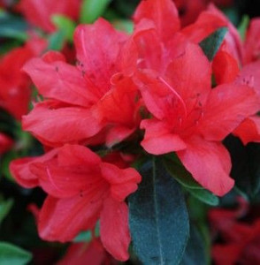 Azalea 'Pyrored' 2.5L