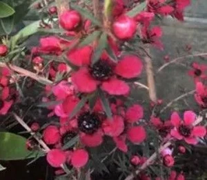Leptospermum 'Wiri Donna' 2.5L