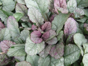 Ajuga reptans 'Port Wine' 1.3L