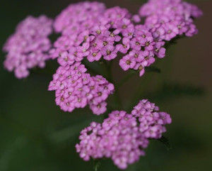 Achillea 'Lavender & Lace' 1.5L