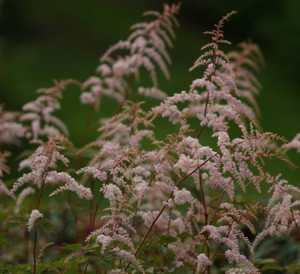 Astilbe 'Siegfried' 1.5L