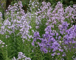 Campanula lactiflora 2L