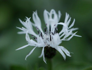 Centaurea 'Caerulea' x oassaea 1.5L