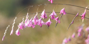 Dierama 'Lavender Pink' 1.5L
