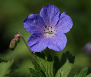 Geranium grandiflora 1.5L