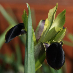 Hemerodactylus tuberosa 1.5L
