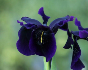 Iris chrysographes 'Black' 1.5L