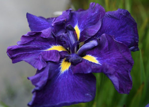 Iris Higo 'Star At Midnight' 2L