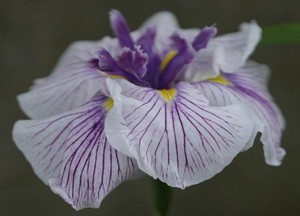 Iris Higo 'The Geisha' 2L
