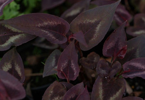 Persicaria 'Red Dragon' 1.5L