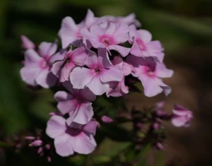 Phlox 'Summer Cloud' 1.5L
