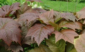 Rodgersia podophylla 2L