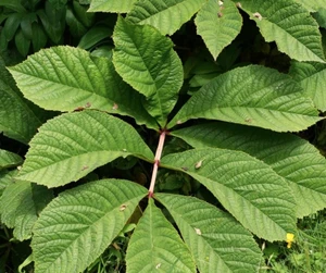 Rodgersia sambucifolia 2L