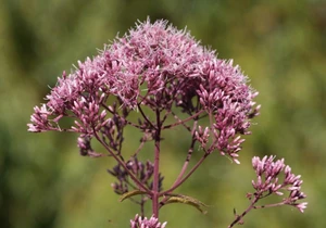 Eupatorium maculatum 1.5L