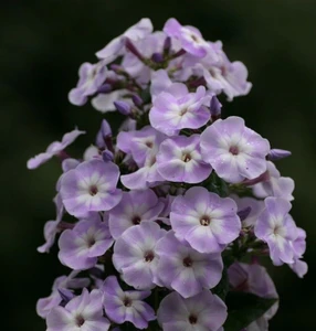 Phlox 'Argosy' 1.5L