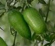 Citrus 'Lime Finger' 2L