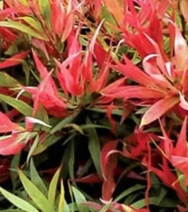 Callistemon 'Great Balls Of Fi 3.5L