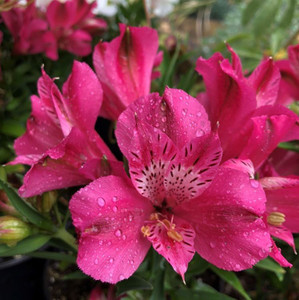 Alstroemeria 'Inca Candy' 2.5L (96272) 14cm (101391) 14cm (1202243) 14cm